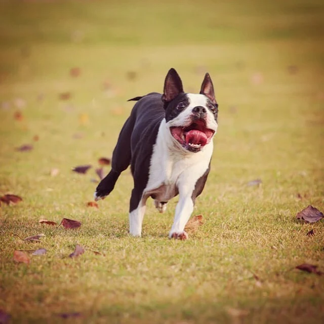 Tully's Training