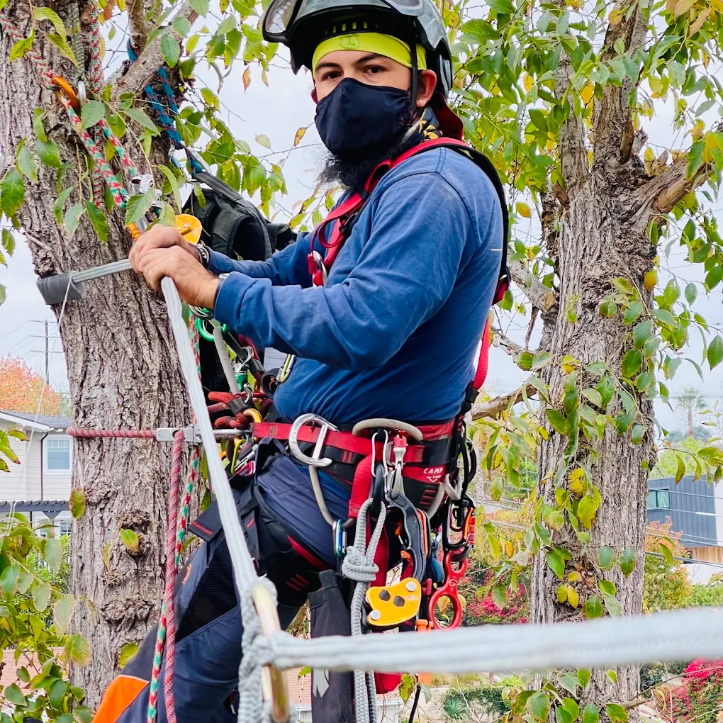 TreeCareLA