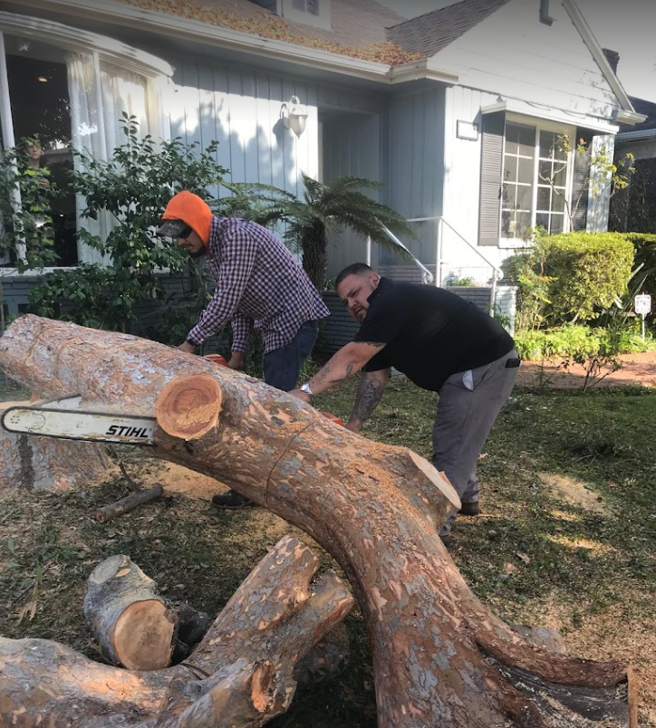 Inexpensive Tree Services