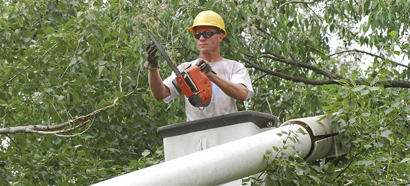 Inexpensive Tree Services