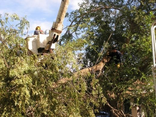 Thrifty Tree Service Inc
