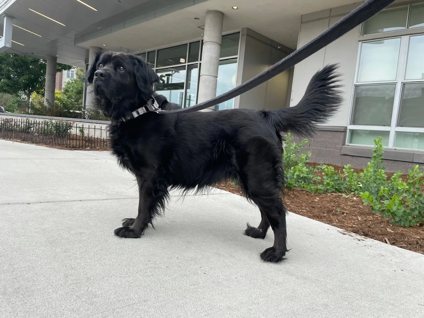 Johnny(DOG)Walker