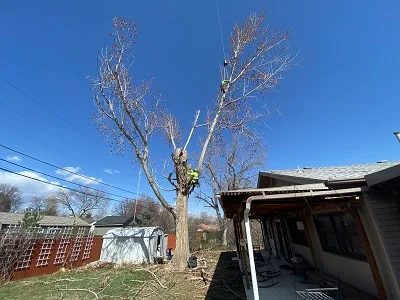 Monster Tree Service of Southeast Denver