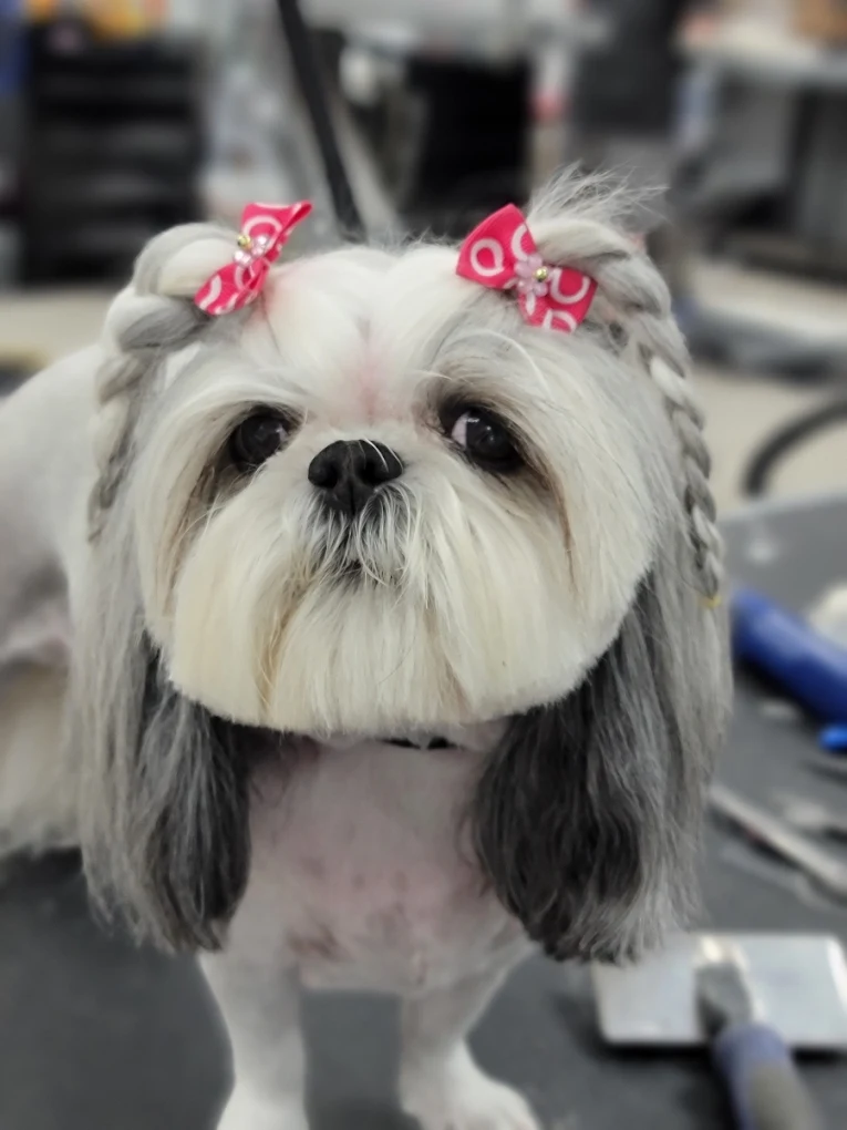 Aurora Pet Grooming