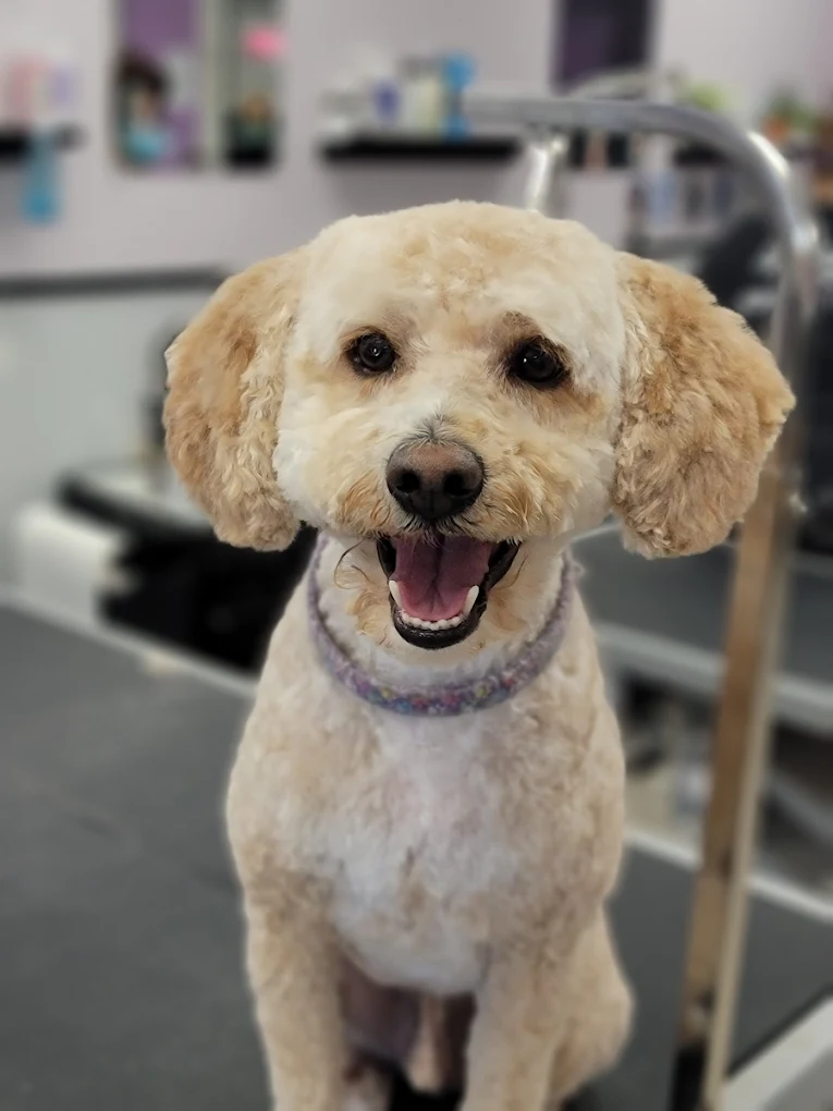Aurora Pet Grooming