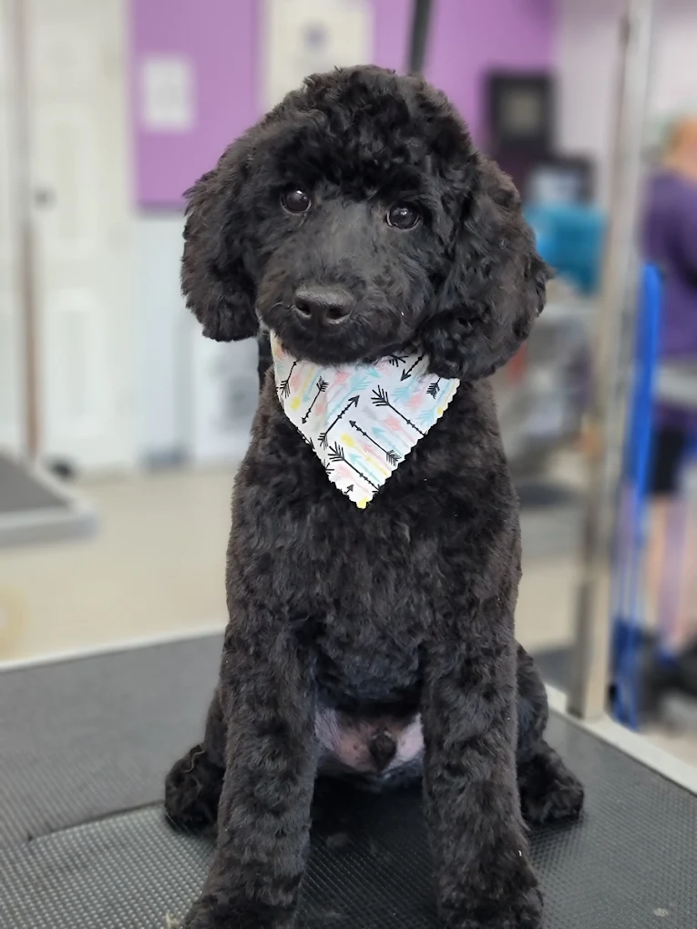 Aurora Pet Grooming