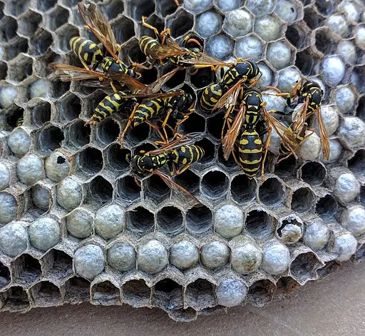 Whitmore Pest & Wildlife Control