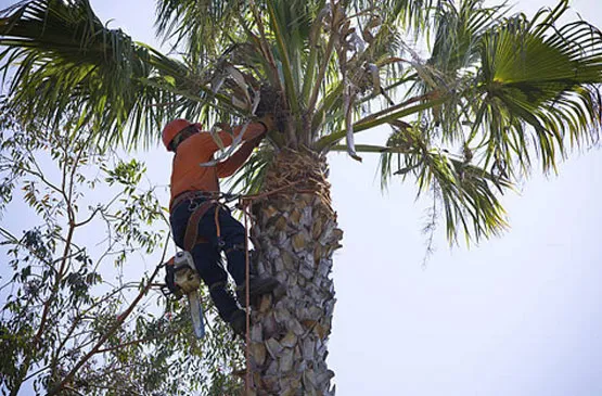 Nevada Tree Service