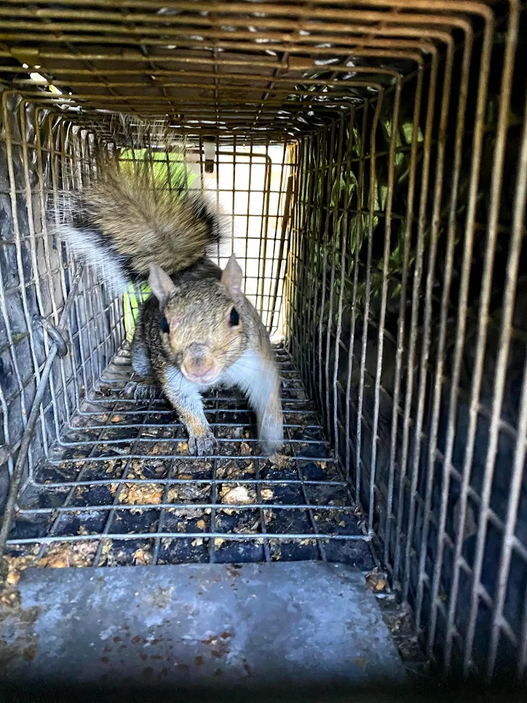 Allied Pest & Wildlife
