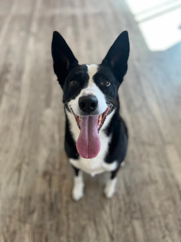Townhouse Pet Care