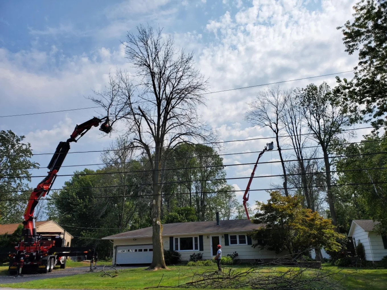 Expert Tree Service
