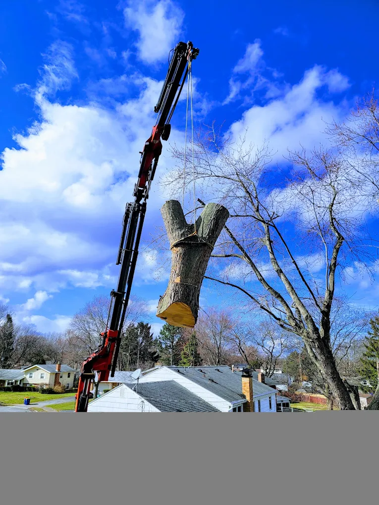 Expert Tree Service