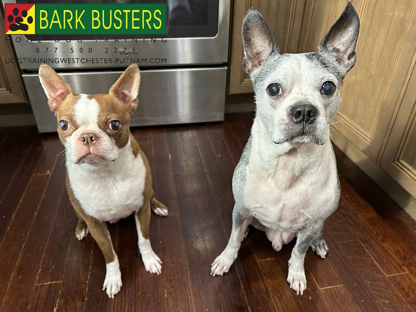Bark Busters Home Dog Training Westchester