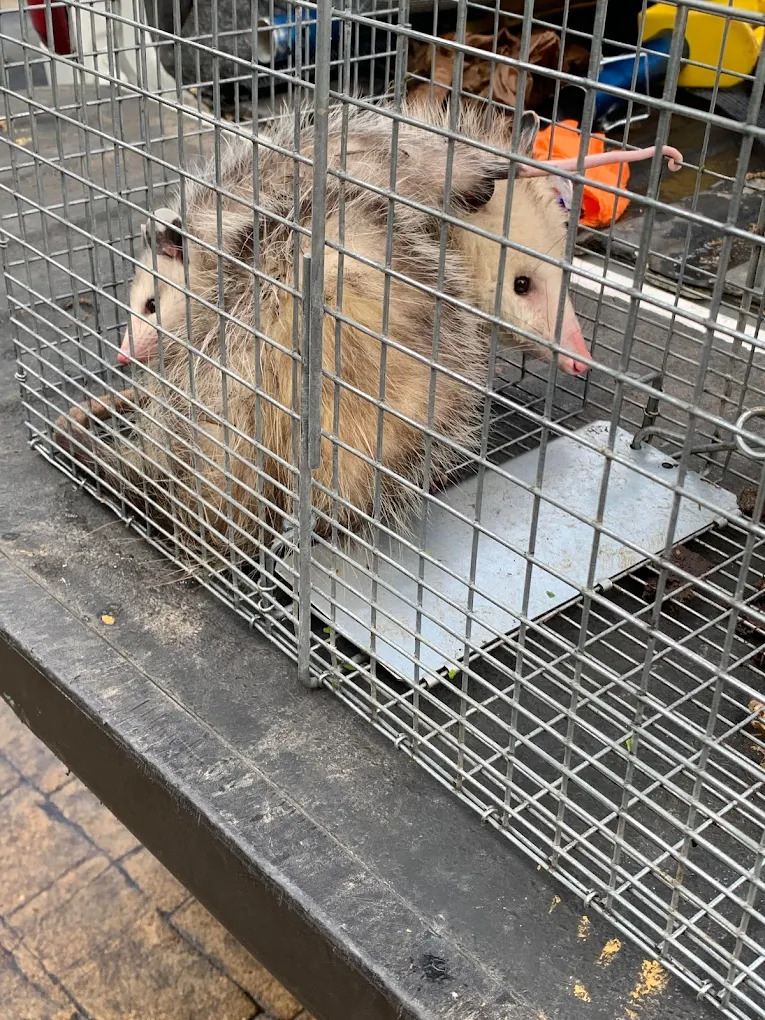 Ultimate Pro Wildlife Removal LLC