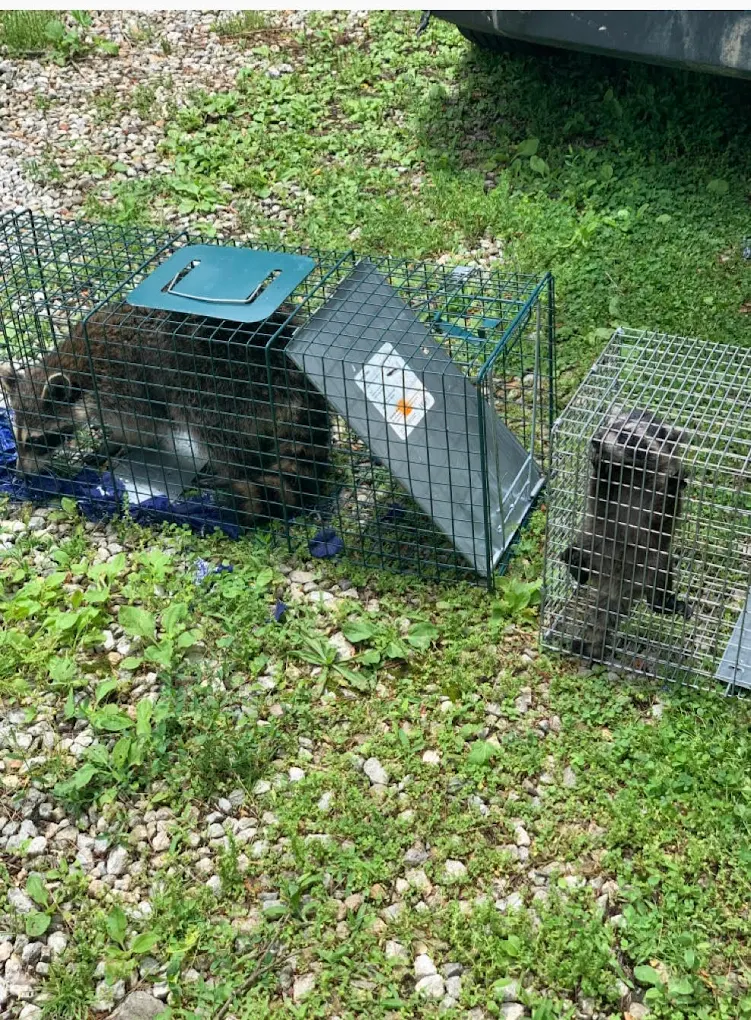Ultimate Pro Wildlife Removal LLC