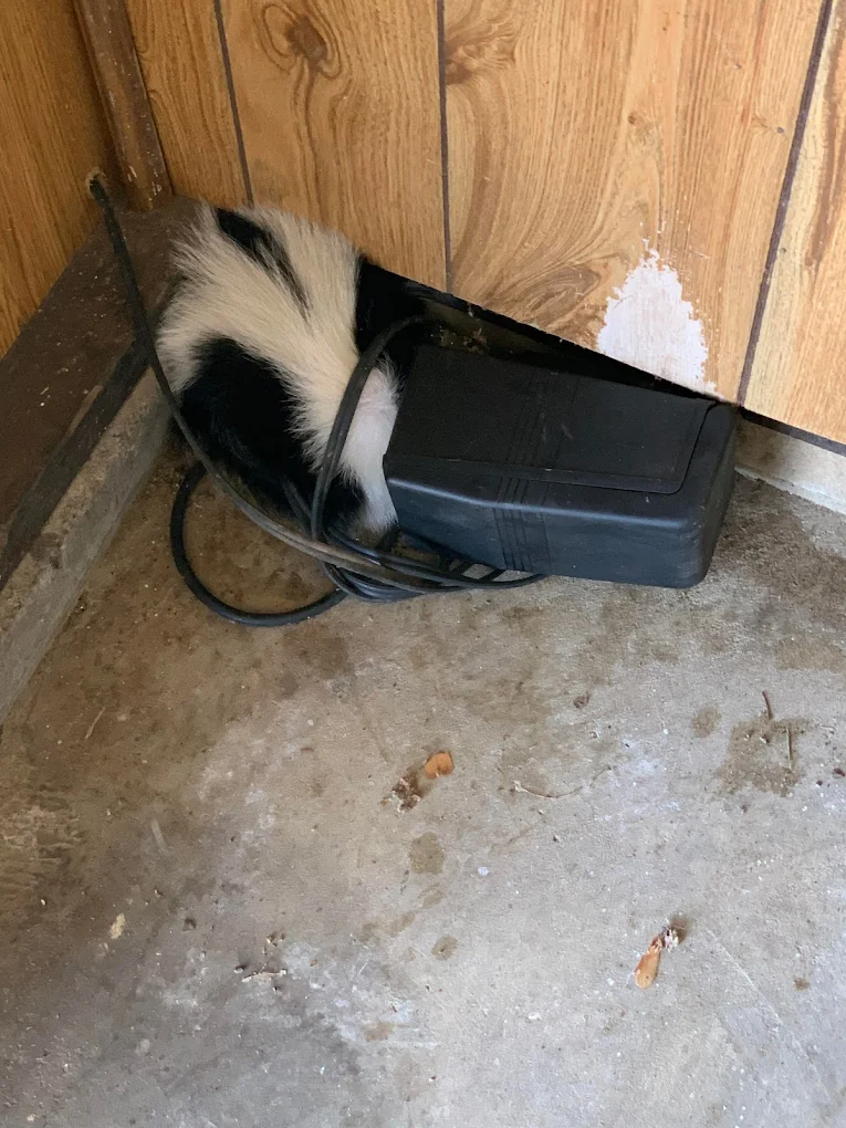 Ultimate Pro Wildlife Removal LLC