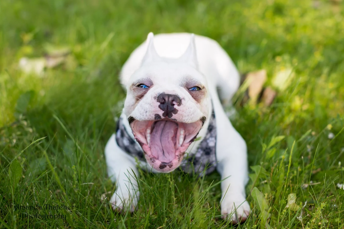 M & A Pet Services