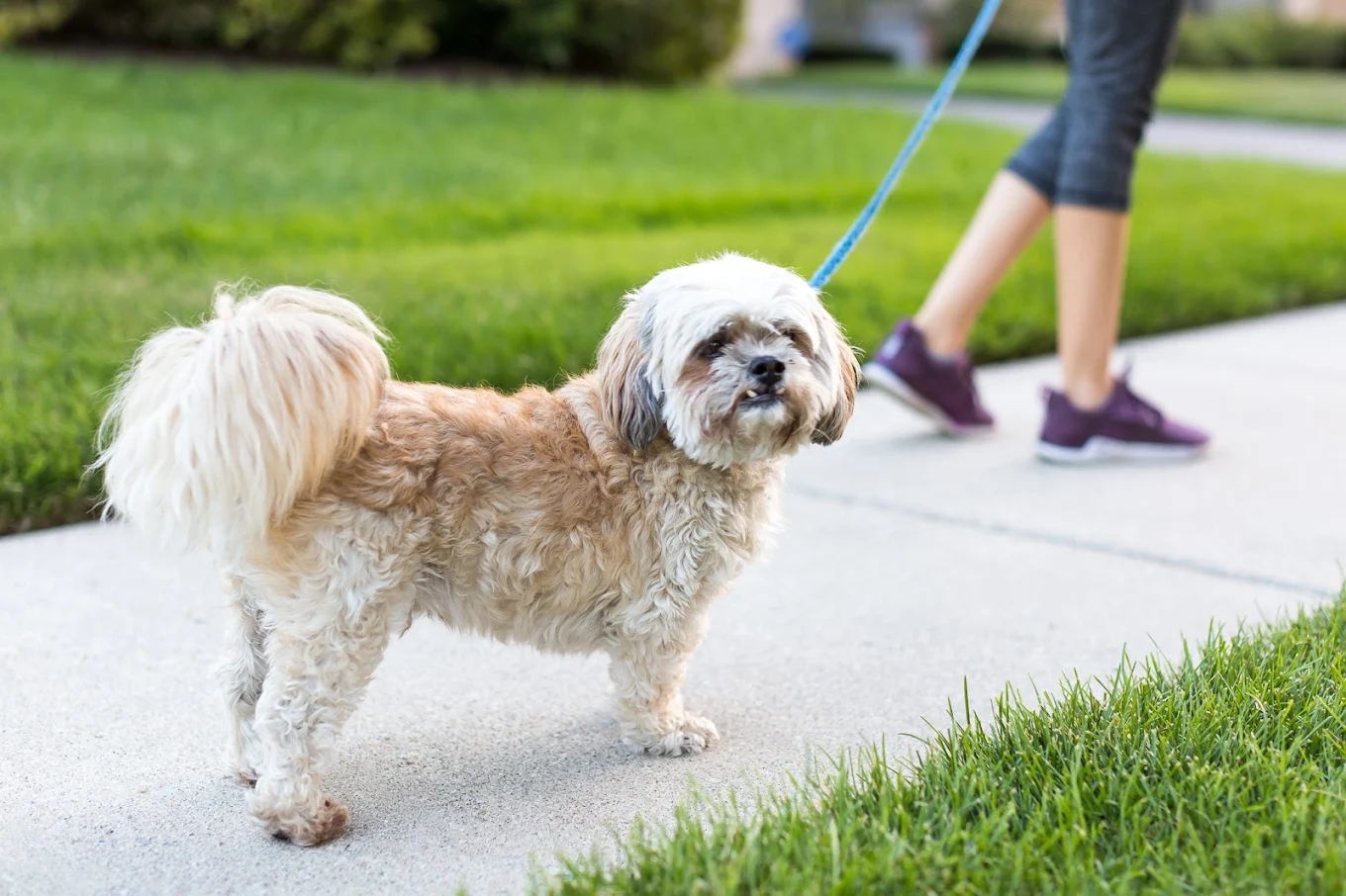 M & A Pet Services