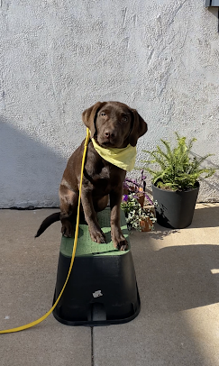 Tip Top K9 Dog Training