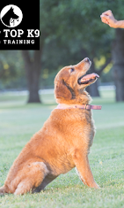 Tip Top K9 Dog Training