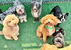 Woodland West Pet Resort