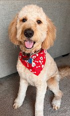 Hamms Pawsome Dog Wash