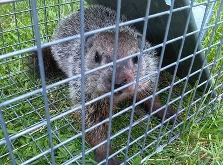 Three Rivers Wildlife Control - Humane Wildlife Removal From Your Home or Office