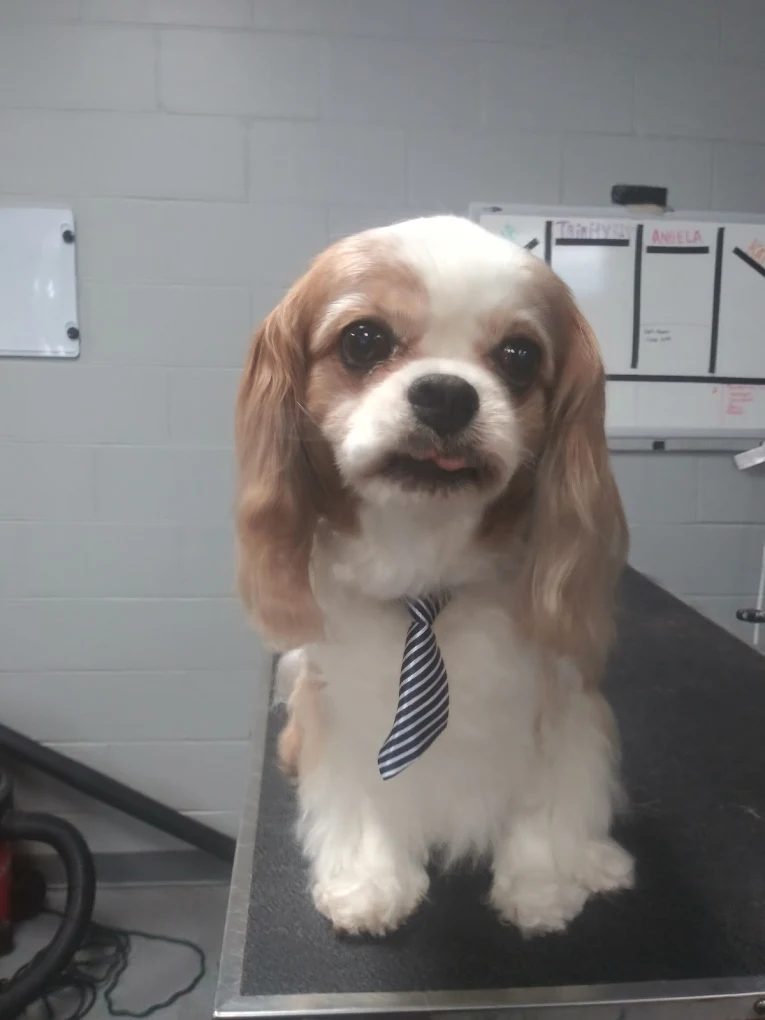 Groomingdogs