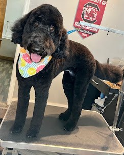 Happy Pets Salon & Spaw