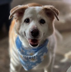PAWS Pet Supply & Grooming