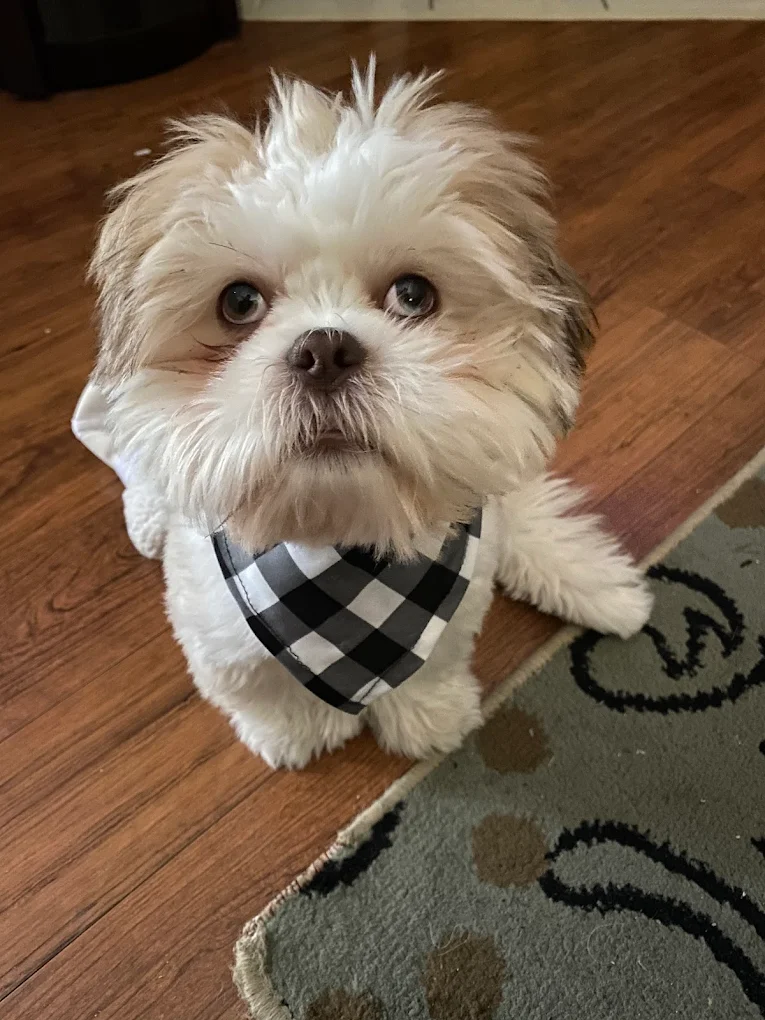 Daphne's Pet Grooming & Boarding