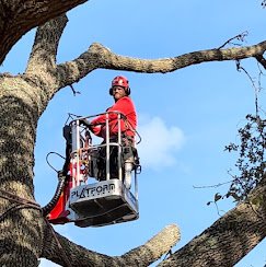 The Tree Expert, llc