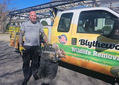 Blythewood Wildlife Removal
