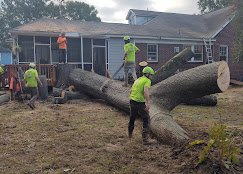 Expert Tree Care LLC