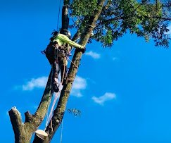 All American Tree Service