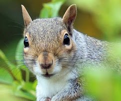 All Things Wild Wildlife Removal