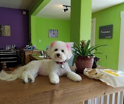 Furvana Pet Salon