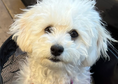 DFW Pet Sitting Services, Inc.
