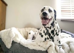 Martha's Pet Sitting