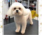 Dog Grooming by Michael
