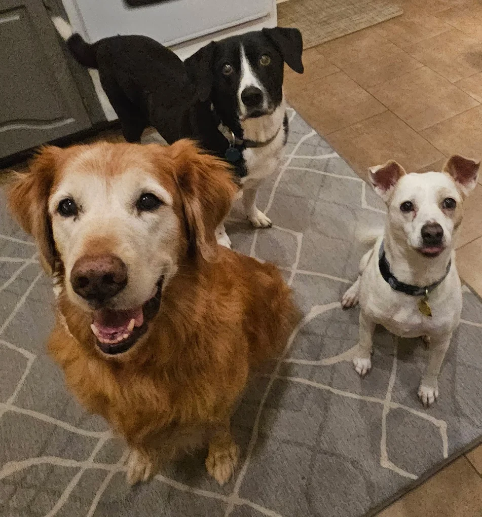 DFW Pet Sitting Services, Inc.