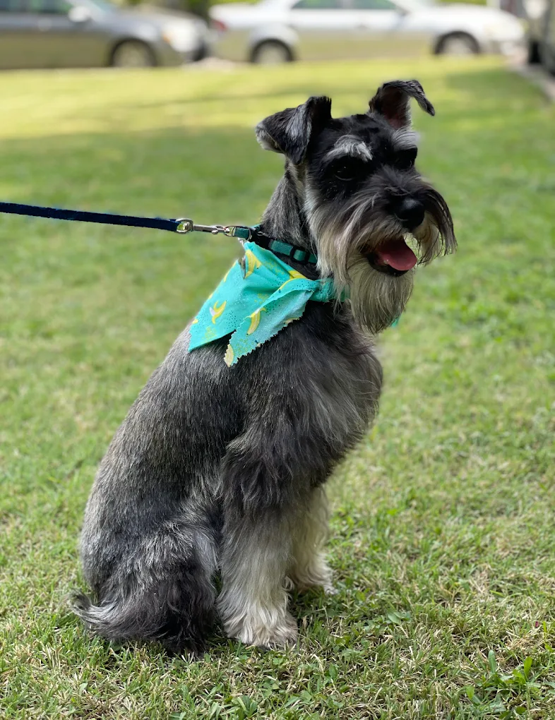 White Rock Pet Grooming