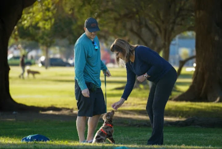 Good Dog Training