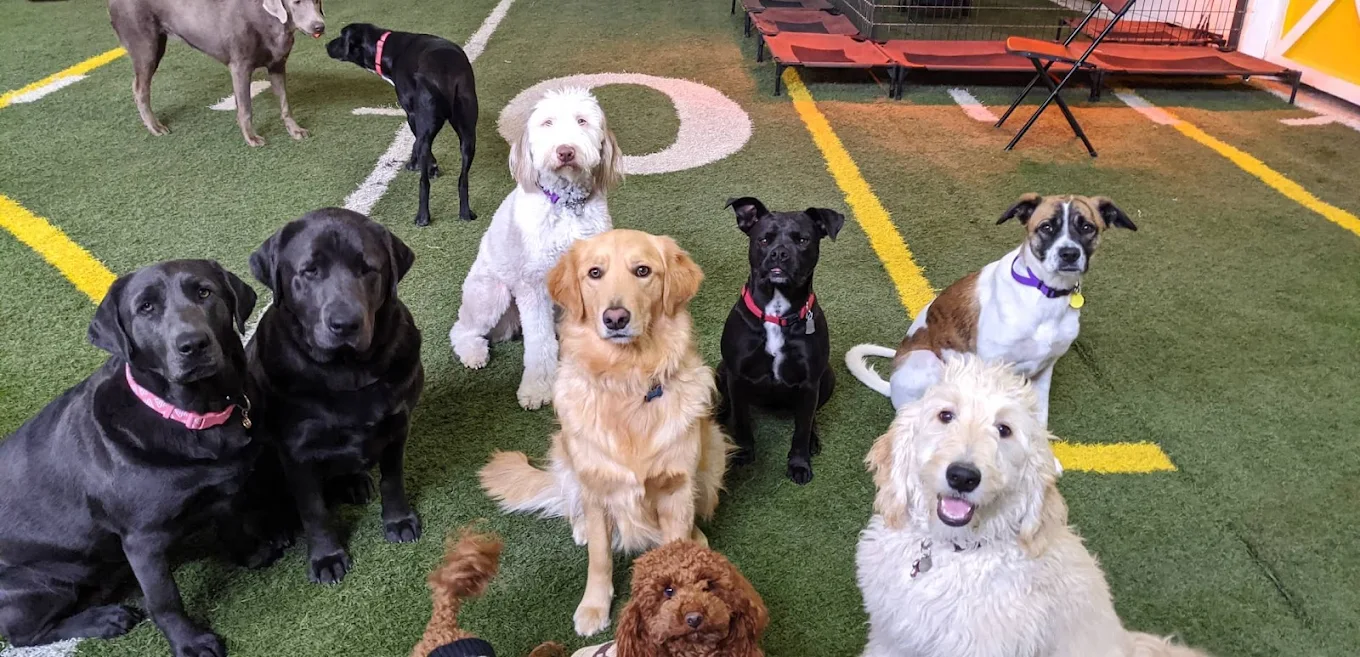 Canine Domain