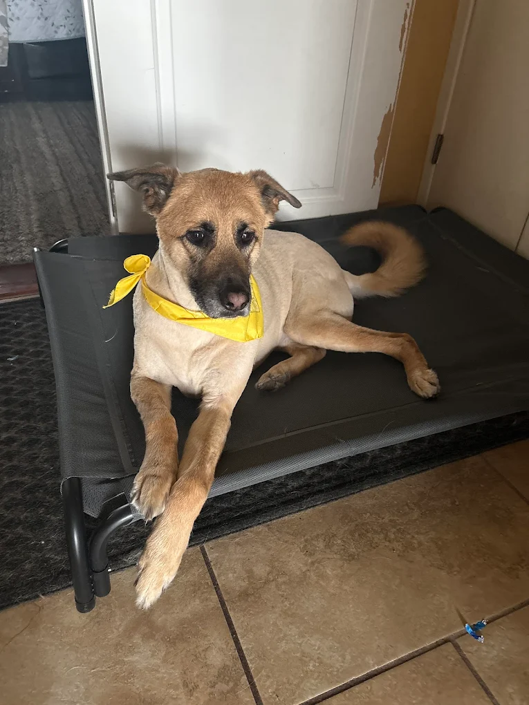 Julian's Pet Grooming, Daycare & Boarding