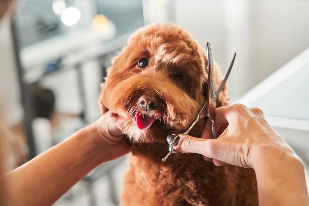 Puppy Love Grooming