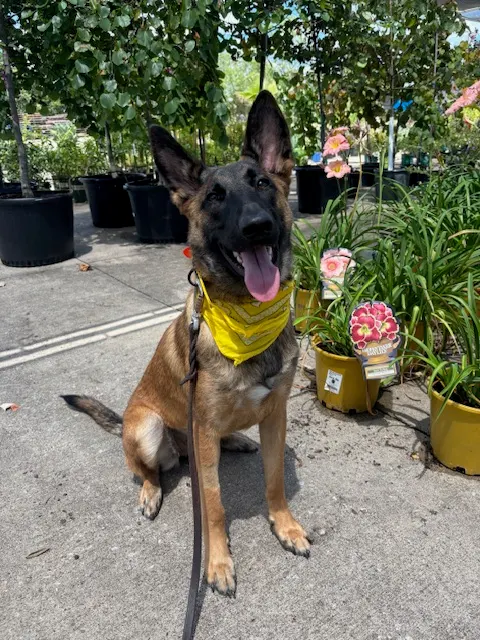 Tip Top K9