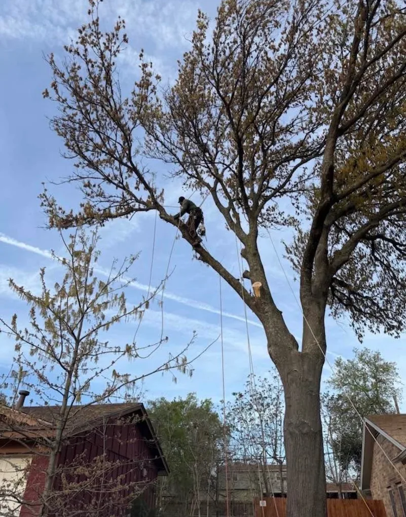 Mercer Tree Service