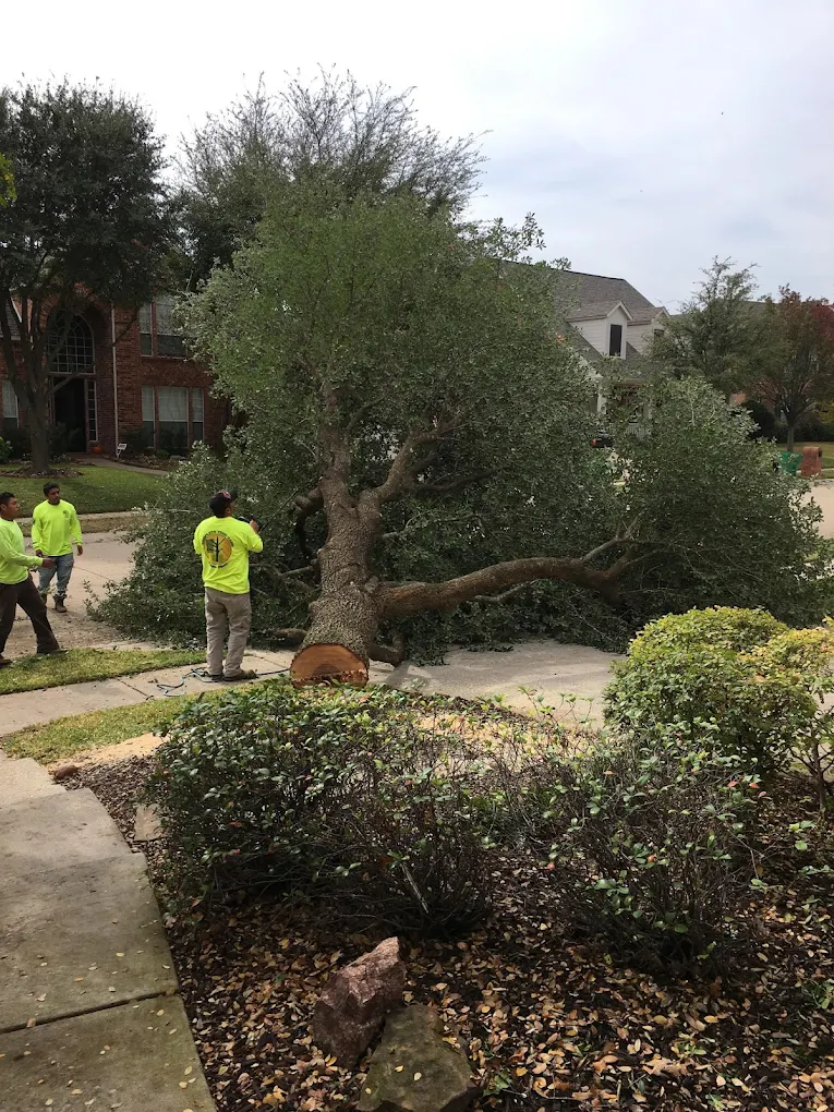 Arboriculture Tree Service