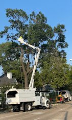 Arboriculture Tree Service